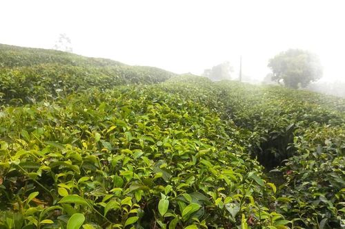 Nghệ An: Mưa 'vàng' cứu hạn cho cây trồng