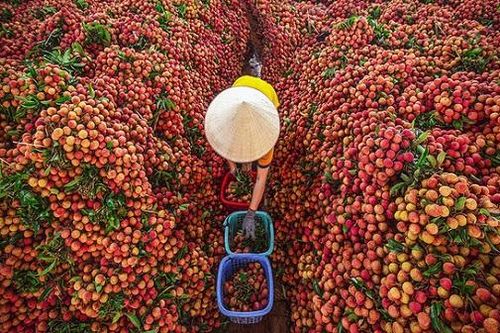 Vải thiều Bắc Giang đạt toàn bộ yêu cầu chỉ số về dư lượng thuốc bảo vệ thực vật