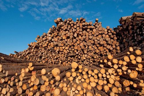 Mỹ sẵn sàng đàm phán về thuế gỗ xẻ với Canada