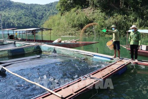 Hiệu quả từ chính sách hỗ trợ nông nghiệp với kinh tế Trung du và miền núi Bắc bộ