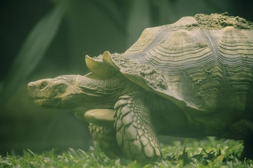 Khoảnh khắc Thảo Cầm Viên đẹp 'rụng tim', bao người xem thổn thức nhớ tuổi thơ
