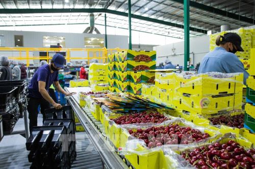 Australia: Cuộc khủng hoảng thiếu rau quả tươi khi nào mới kết thúc?