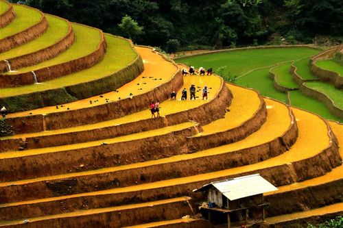 Bức tranh huyền ảo trên những thửa ruộng bậc thang Mù Cang Chải mùa đổ nước
