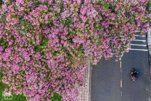 Đà Lạt mùa hè vẫn 'đẹp rụng rời' bởi màu sắc ngọt ngào của hoa phượng hồng