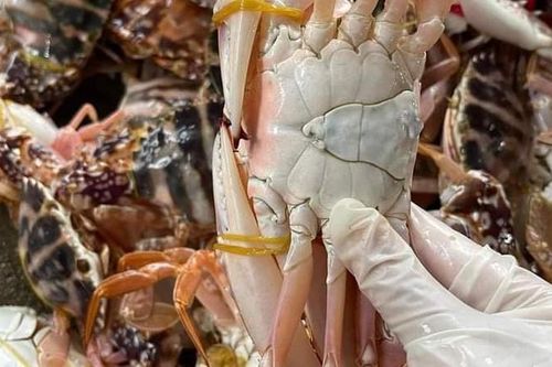 Ghẹ nang đỏ Quảng Ninh ngập chợ với giá chỉ từ 150 nghìn đồng/kg