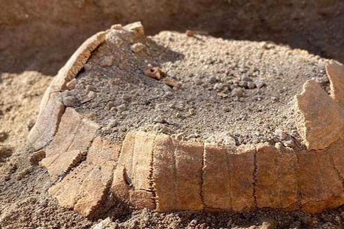 Nóng: Phát hiện sinh vật bị 'ngưng đọng thời gian' ở thành phố cổ