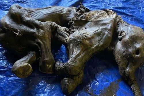 Phát hiện kỳ lạ về xác ướp voi ma mút 30.000 tuổi