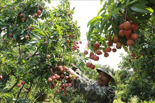 Bắc Giang vào chính vụ thu hoạch vải thiều