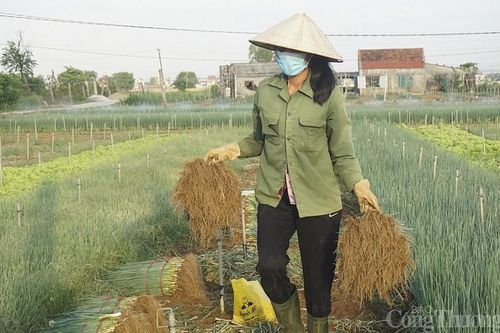Nghệ An: Nông dân phấn khởi khi giá hành lá tăng 4 lần