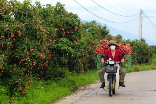 Vải thiều thêm 'ngọt' nhờ HTX chủ động mở rộng liên kết đầu ra