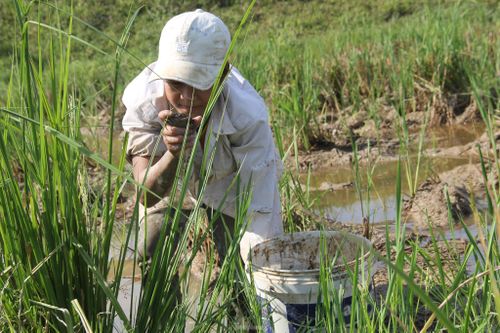 Bắt cua đồng mùa nắng nóng kiếm tiền triệu mỗi ngày