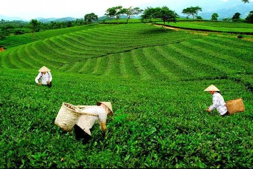 Thái Nguyên: Có 109 xã đạt chuẩn nông thôn mới