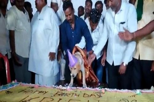 Đặt mua bánh kem nặng 100kg, mời 5.000 khách đến dự sinh nhật chó cưng