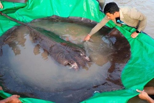 Campuchia xác lập kỷ lục với con cá nước ngọt lớn nhất thế giới