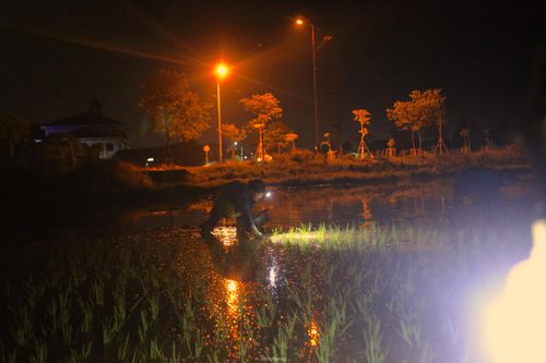 Nắng nóng như rang, người dân chong đèn cấy lúa đêm