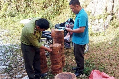Thu giữ hơn 140 lóng gỗ nghiến cất giấu bên vệ đường