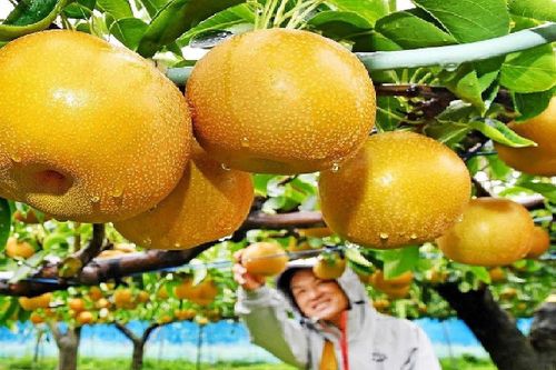 Sau động thái của Anh, còn 13 nước và vùng lãnh thổ cấm nông sản Nhật Bản liên quan sự cố hạt nhân Fukushima
