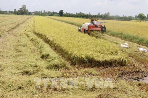 Sản lượng cây trồng nông nghiệp chủ chốt toàn cầu năm 2050 sẽ giảm khoảng 20%
