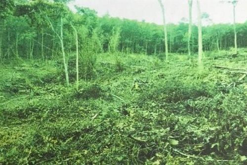 Khởi tố nguyên Bí thư, Chủ tịch UBND xã về tội hủy hoại tài sản