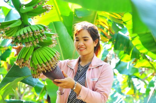 Chuối Lâm Đồng ra thế giới