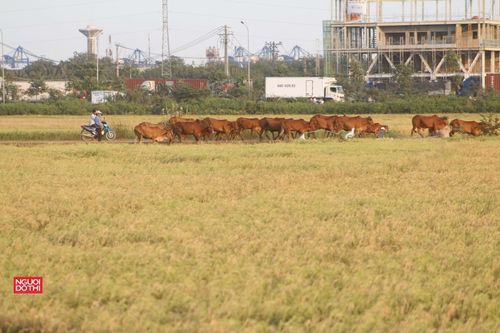 Chỉ 19% tỉnh, thành phố công khai tốt thông tin đất đai