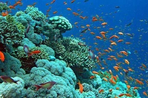 UNESCO công bố ấn bản đầu tiên của Báo cáo Tình trạng Đại dương