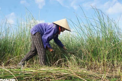 Đội nắng mót gon, nông dân ven đô thu nửa triệu đồng mỗi ngày