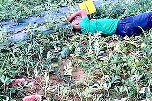 Cụ ông gào khóc, nằm vật vã bên ruộng dưa bị phá hoại