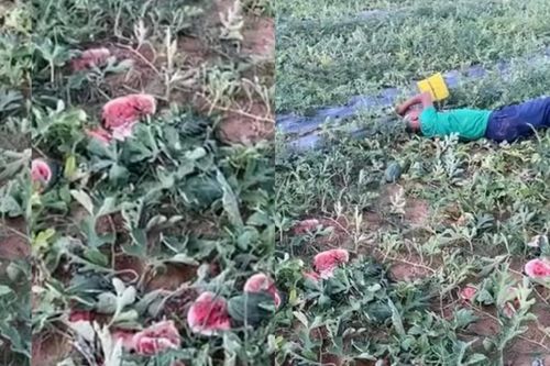 Nhìn dưa hấu bị phá tan hoang, cụ ông nằm giữa vườn khóc nức nở