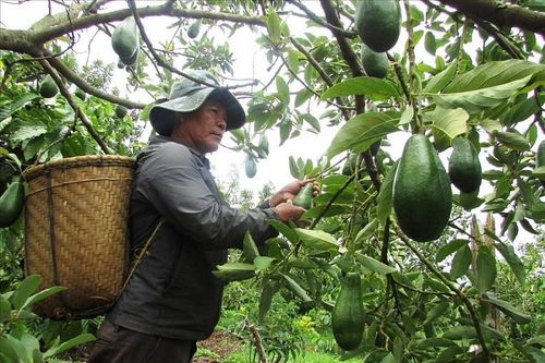Nông sản Đắk Nông tìm đường vào siêu thị TP Hồ Chí Minh