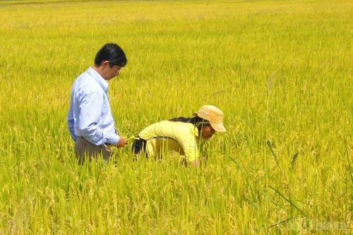 Sản xuất gạo ngon nhất thế giới trên cao nguyên M'nông
