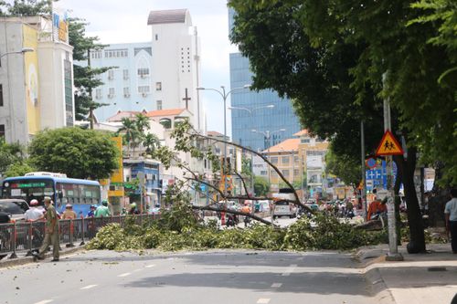 Nhánh cây dầu ở TPHCM rơi xuống đường trúng xe máy chở 3 người