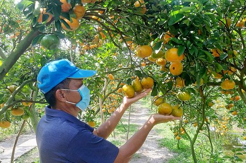 Nông sản Việt tăng tốc chiếm thị phần xuất khẩu