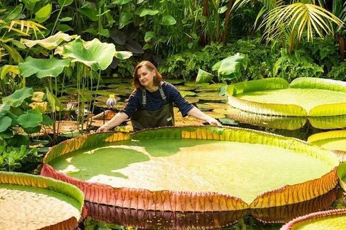 Anh phát hiện loài hoa súng khổng lồ mới, lá rộng 3 mét, sống được 177 năm