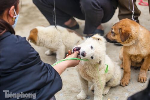 Săn 'quốc khuyển' ở chợ phiên trên cao nguyên trắng Bắc Hà