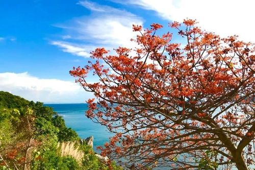 Nở rộ mùa hoa ngô đồng đỏ Cù Lao Chàm