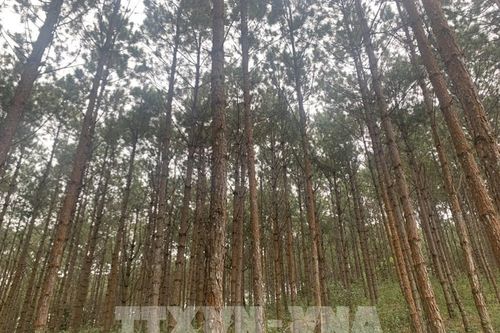 Đề xuất gỡ khó cho công ty lâm nghiệp khi bị ngừng khai thác trắng rừng trồng