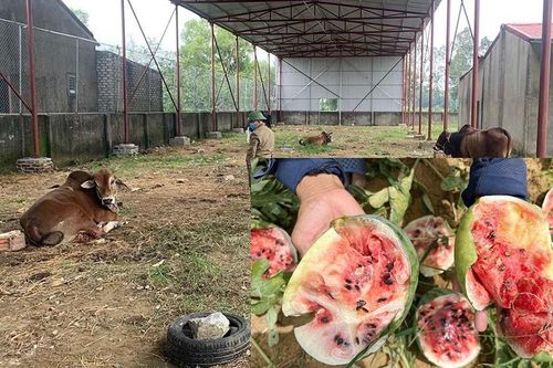 Những kẻ 'thủ ác' chặt chân đàn bò, giẫm nát ruộng dưa, đốt nhà trả thù