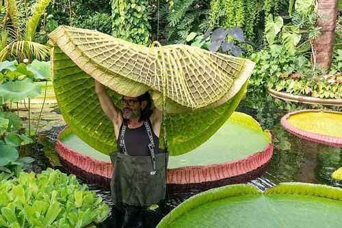 Phát hiện loài hoa súng lớn nhất thế giới: Lá rộng hơn 3 mét, chịu tải được 2 người