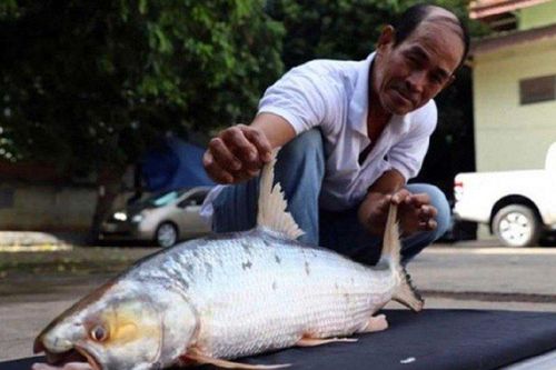 Bắt được cá chép hồi khổng lồ tưởng đã tuyệt chủng trên sông Mekong