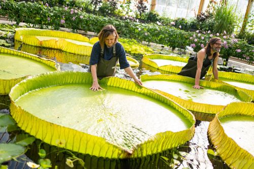 Tận mục loài hoa súng siêu to khổng lồ mới phát hiện trên thế giới