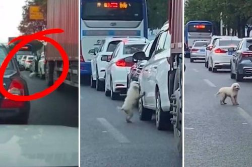 Trung Quốc: Truy tìm người thả chó từ trên xe xuống giữa đường đông người