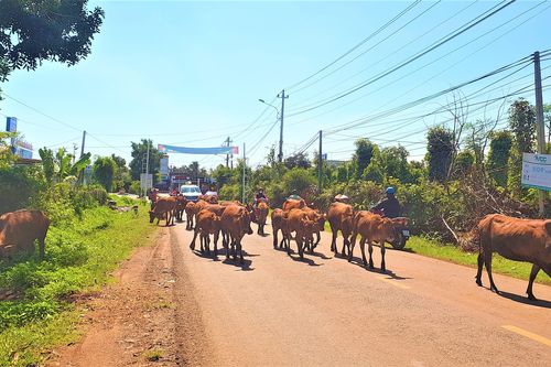 Phối giống bò trên giấy, vì sao không ai bị xử lý?