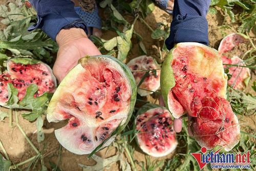 Bài học đắt giá cho nhóm thanh niên phá ruộng dưa hấu của ông cụ 70 tuổi