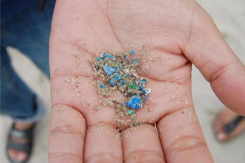 Lần đầu phát hiện hạt vi nhựa trong thịt bò và thịt lợn