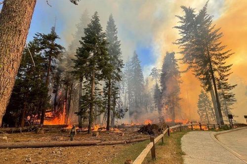 Cháy rừng đe dọa rừng quần thể cây Sequoias khổng lồ ngàn tuổi ở VQG Yosemite, Mỹ