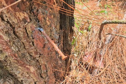 Quảng Nam: Hàng trăm gốc thông 35 năm tuổi bị 'bức tử' bằng hóa chất