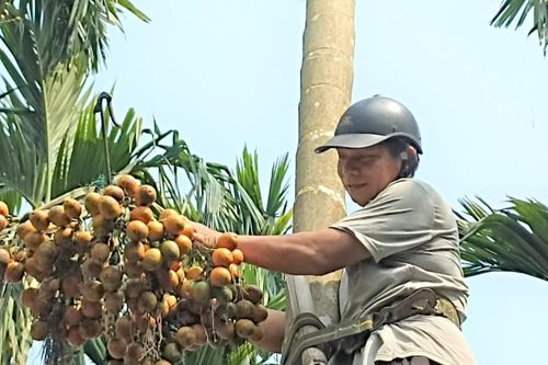 Trồng cau bán từ mo đến quả, người đàn ông Mường thu tiền tỷ mỗi năm