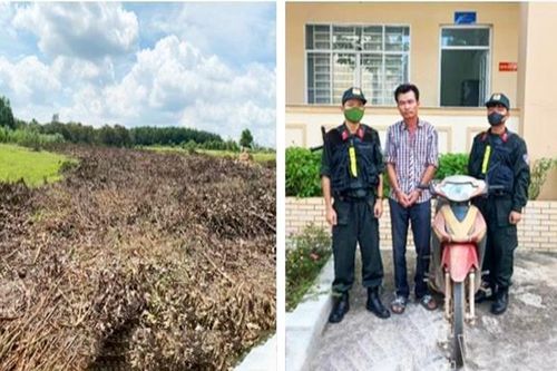 Bị bắt vì chặt trộm 7000m2 cây tràm của hàng xóm