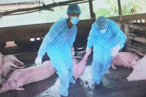 Bạc Liêu: Tiêu hủy hơn 660 con lợn mắc dịch tả lợn châu Phi